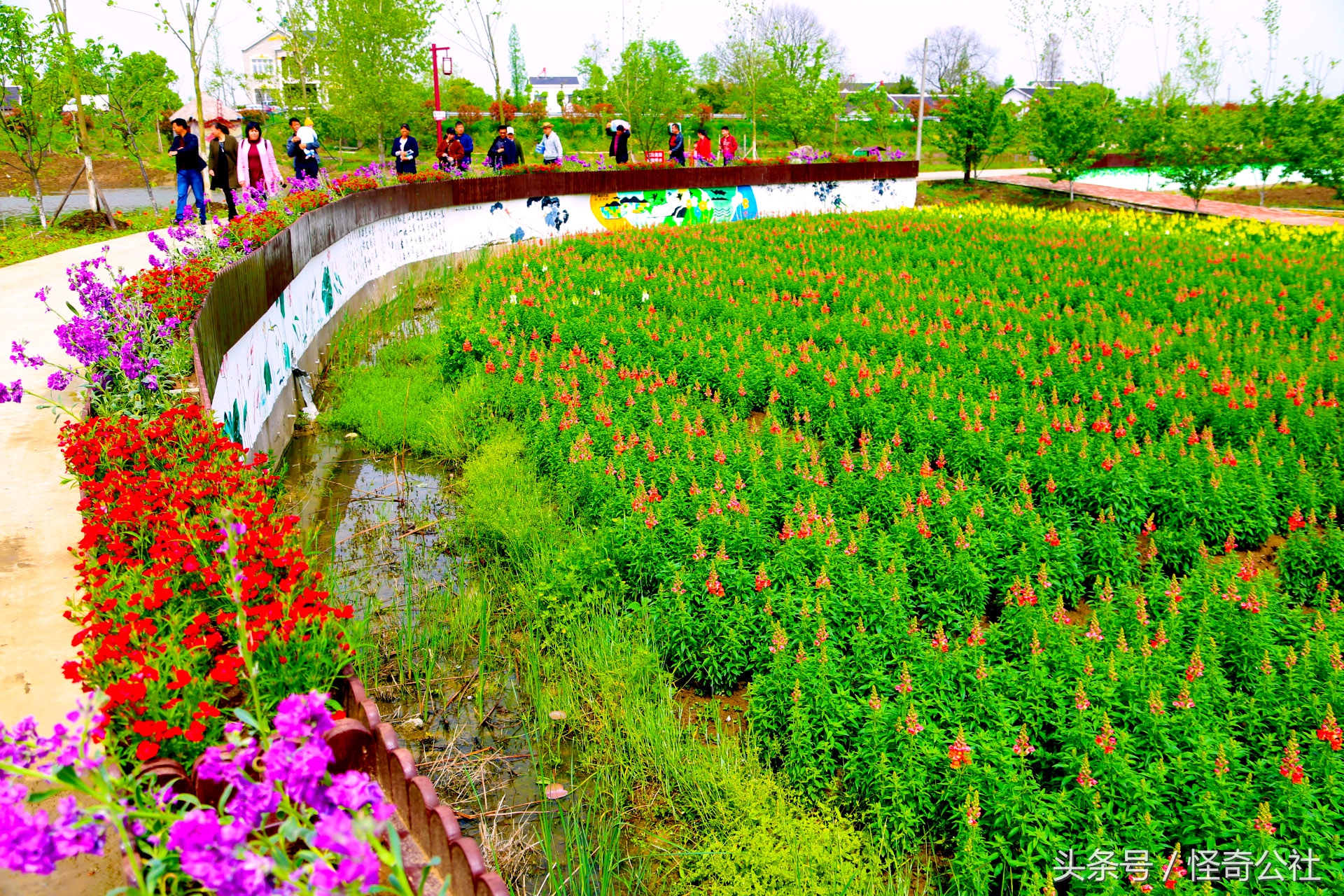 宜昌市夷陵区同心花海,2020宜昌赏花同心花海