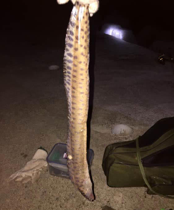 港口路亚石斑,港口巨型石斑