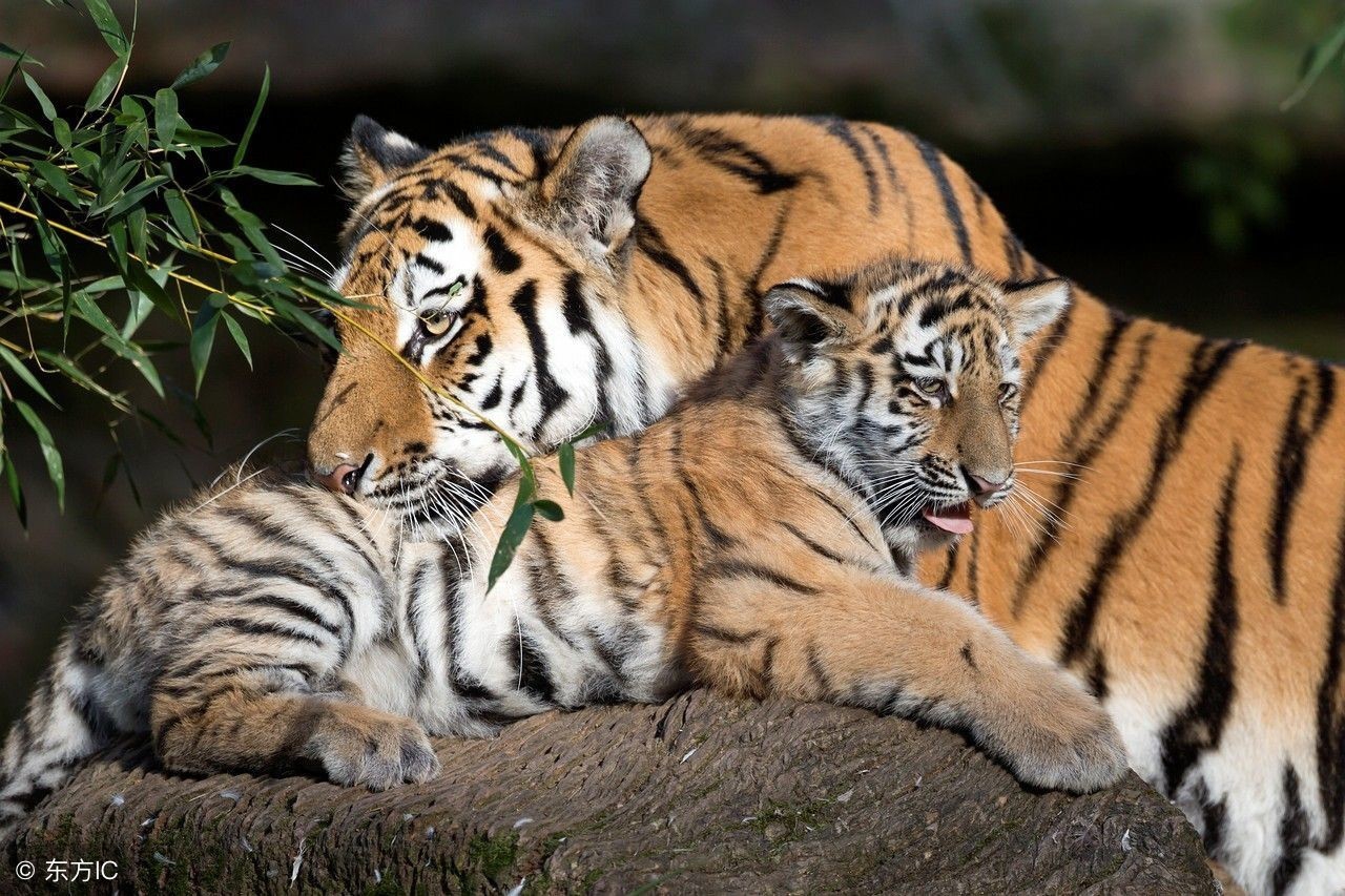 甲骨文的启发-凌家滩玉版分析(二)-到洛书的数学过渡逻辑?