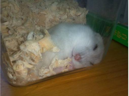 怎么判断仓鼠是伪冬眠还是死掉,仓鼠刚来怎么防止仓鼠冻死