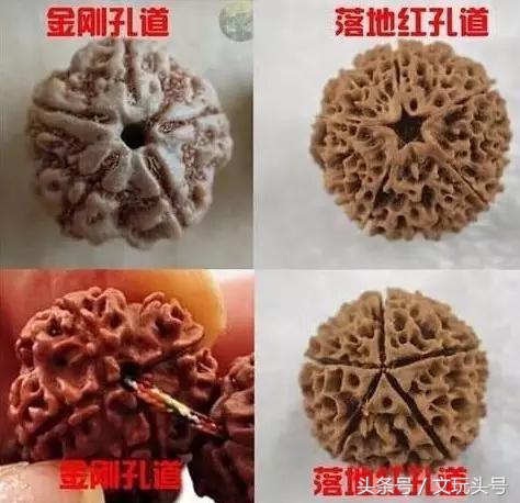 金刚和落地红最简单的辨认方法,落地红和金刚的区别图片欣赏