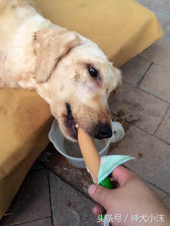 金毛犬与村里的中华田园犬,中华田园犬金毛犬被咬