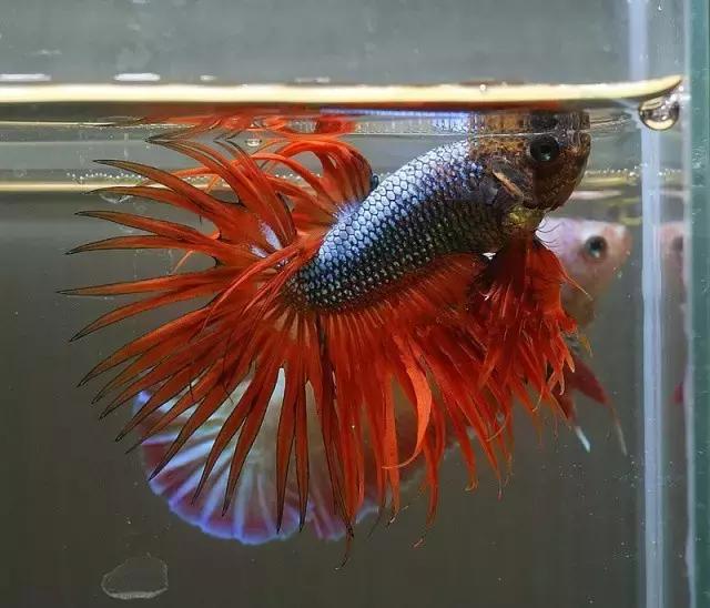 有哪些斗鱼天性好斗,斗鱼自恋狂