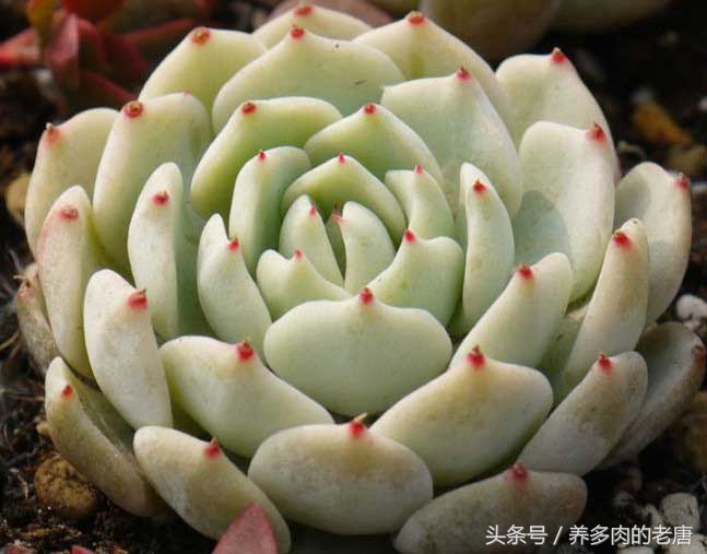 多肉掰叶片会掰断怎么办,多肉叶片怎么掰掉