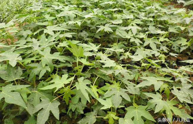 安康白河木瓜种植,安康白河木瓜种植面积