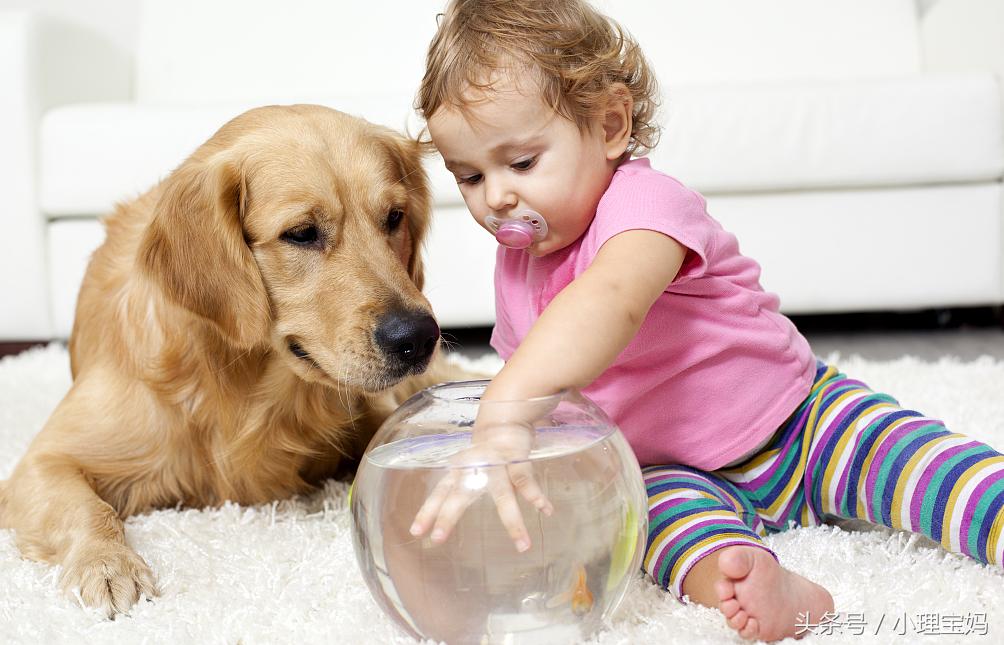 婴儿怕金鱼,7个月宝宝为啥怕金鱼