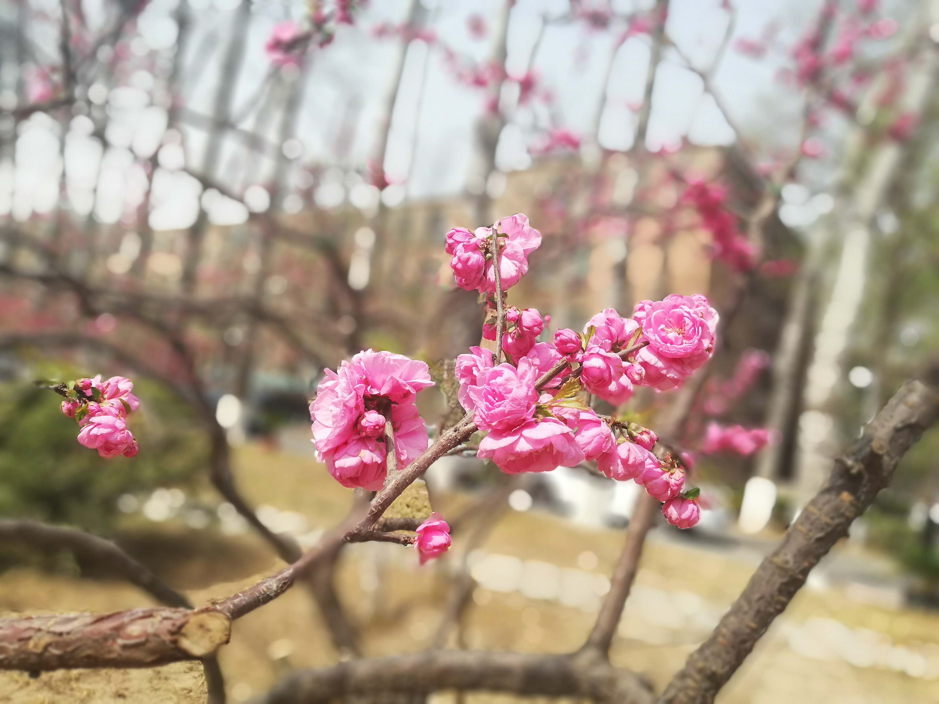 华为nova3e有什么功能,华为nova3e测评可以投屏