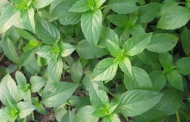 过敏性鼻炎皮肤过敏什么时候能好,春季过敏鼻炎的最佳解决方法