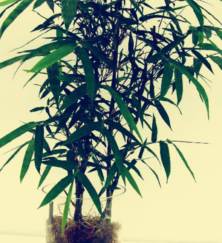 罗汉竹怎么养才好看,罗汉竹养殖方法及注意事项