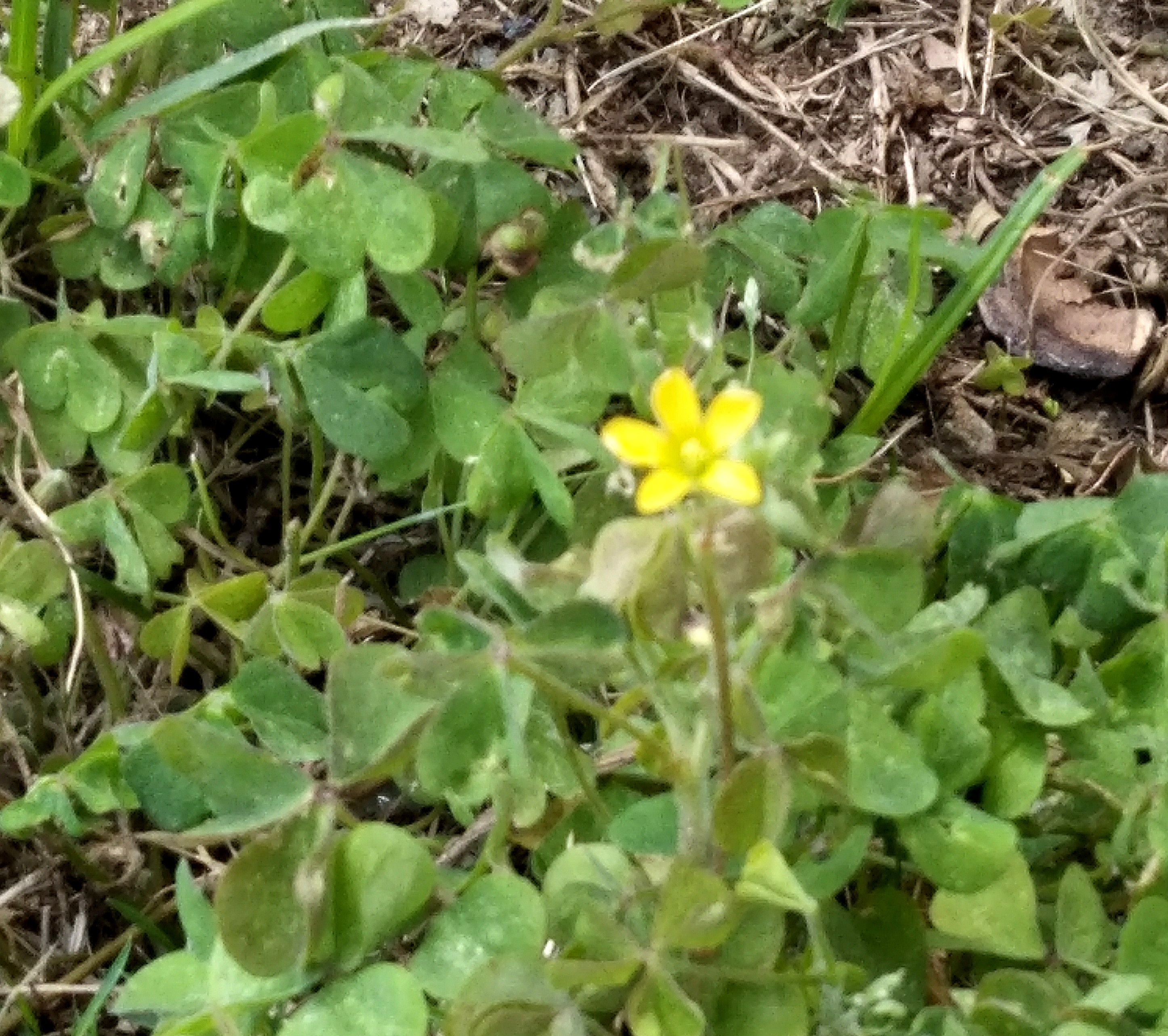 觅芳踪——中南财经政法大学首义校区四月观花指南