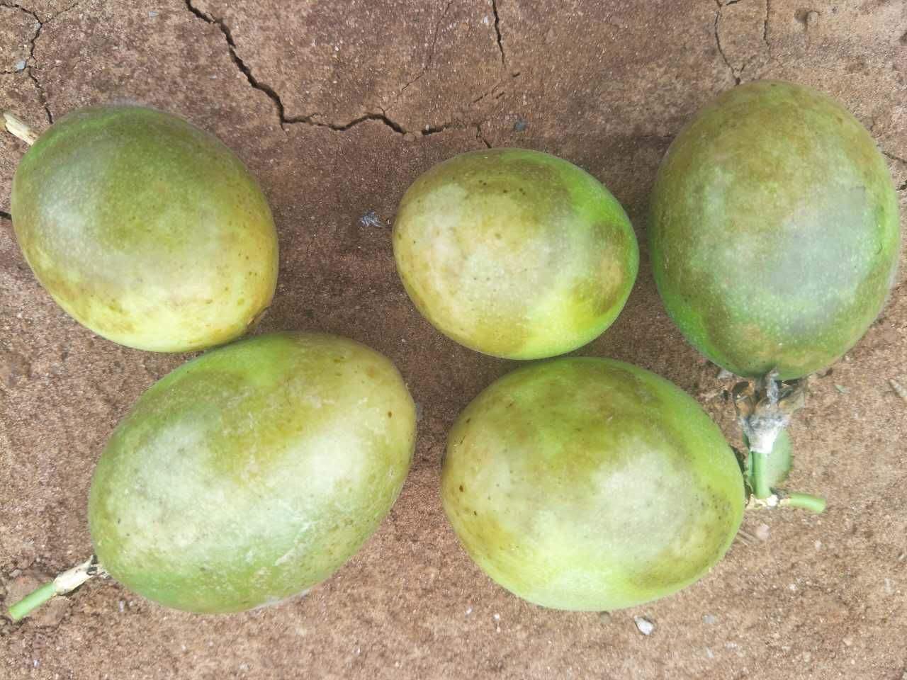 百香果病毒病的症状图片,百香果病毒病图谱及防治