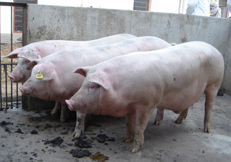 保育猪突然扎堆不吃食怎么回事,猪场病猪4天前的征兆