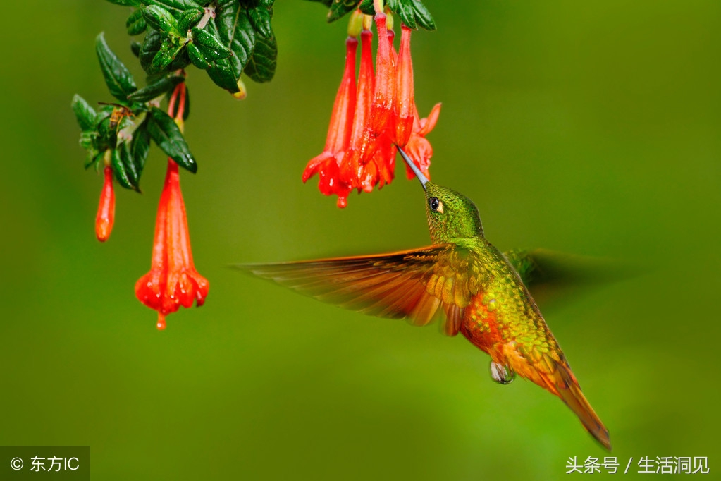 要想有出息凡事靠自己,要想有出息头上必须戴点绿
