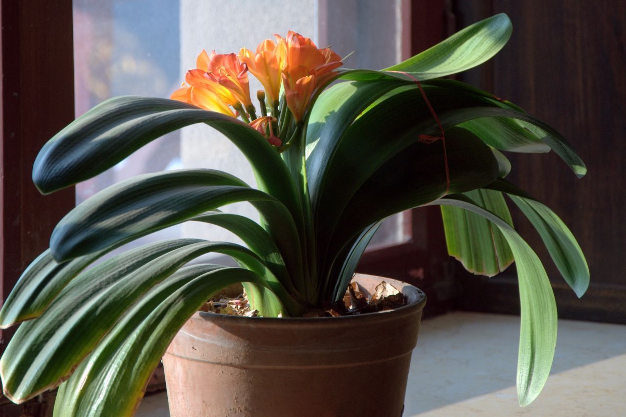 君子兰夹箭只需一招就能解决,君子兰花箭抽出2公分还算夹箭吗