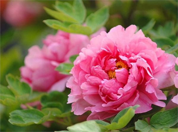 牡丹花的花语和象征的寓意是什么,牡丹花的寓意与花语是什么呢