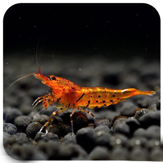 观赏虾和鱼,鱼观赏虾