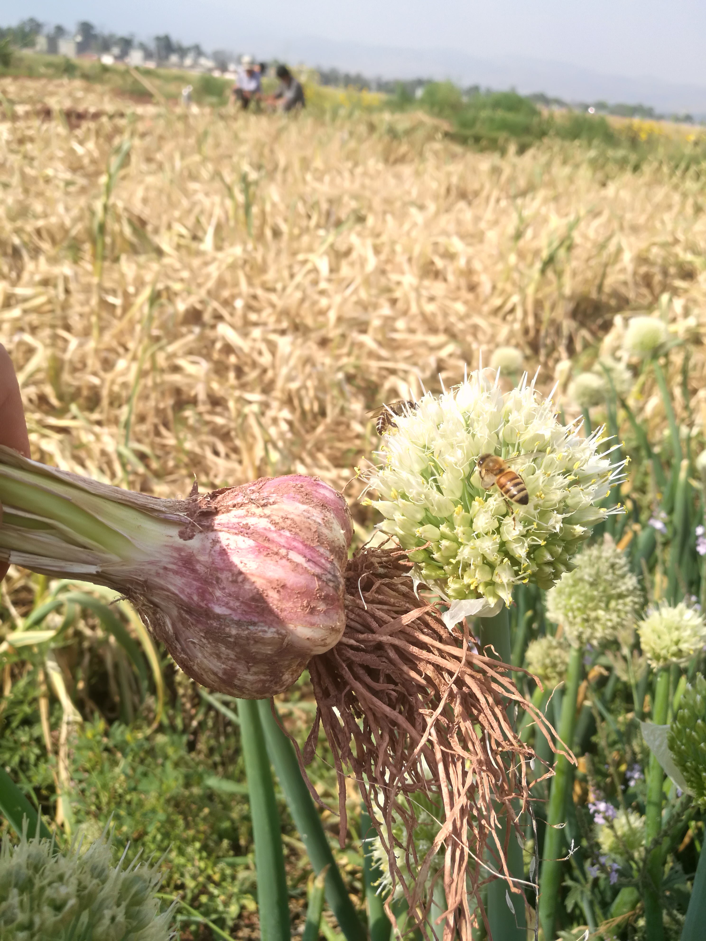 浜戝崡澶х悊灞辫揣,澶х悊灞辫揣鎵瑰彂
