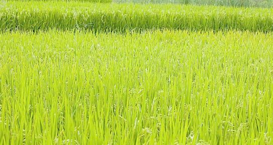 提高水稻亩产,提高水稻产量稳定性的措施