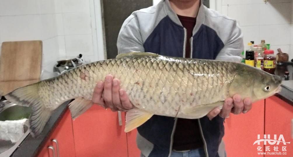 钓鱼日记野钓鲫鱼,钓友日记钓鱼记