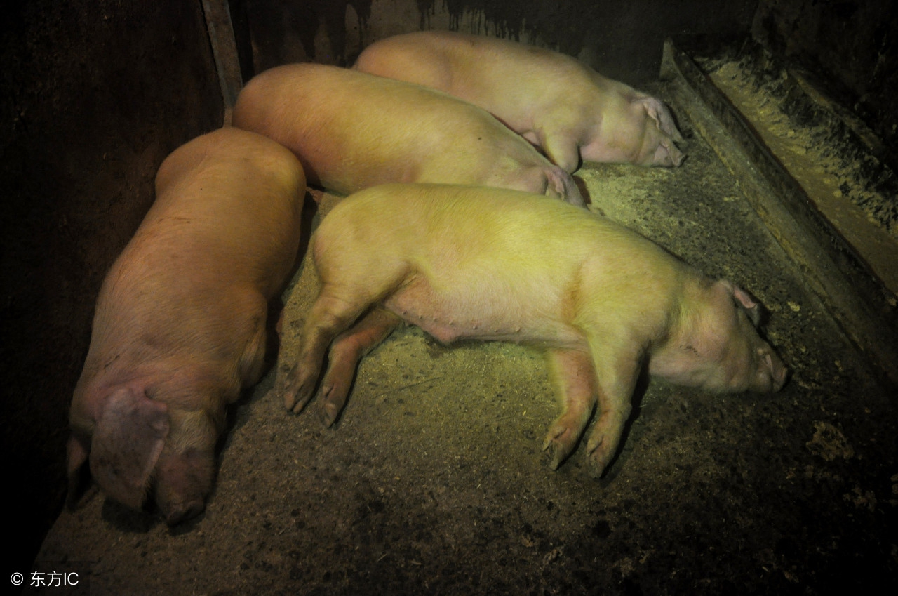 猪伪狂犬疫苗61株和98株的区别,猪伪狂犬治疗方法最好是什么