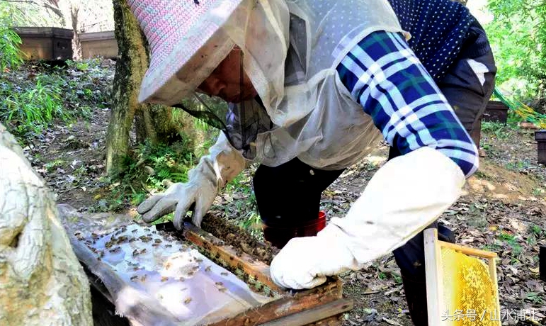 养蜂蜂蜜多少钱一斤,横县蜜蜂出售