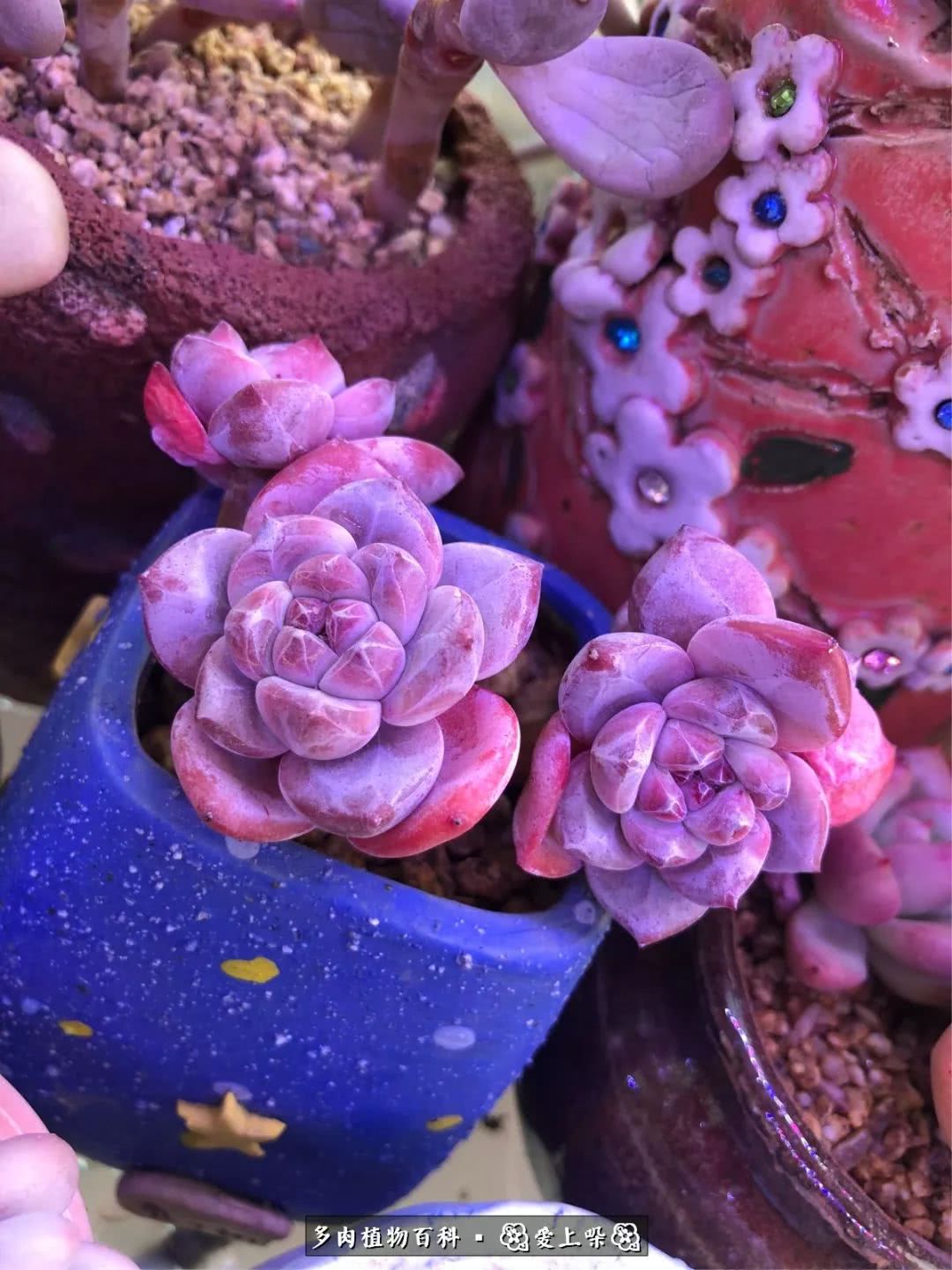 没阳光的多肉也如此迷人,不需要很多阳光的多肉