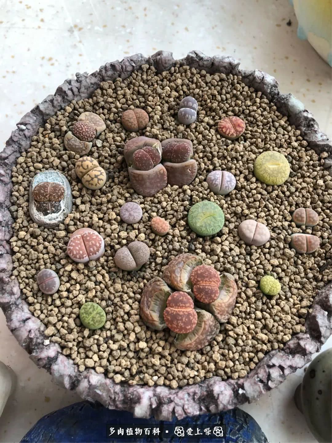 没阳光的多肉也如此迷人,不需要很多阳光的多肉