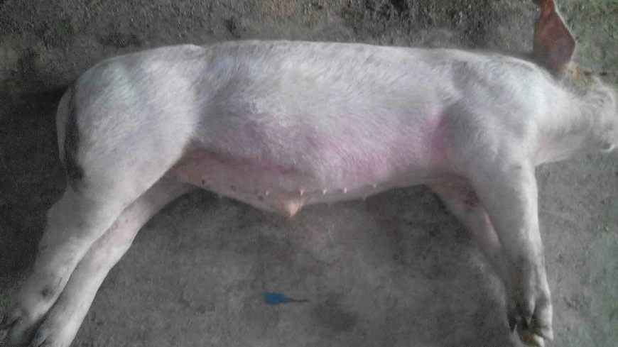 哺乳仔猪呕吐拉黄色稀粪是什么病,仔猪拉稀呕吐最好最快的解决办法