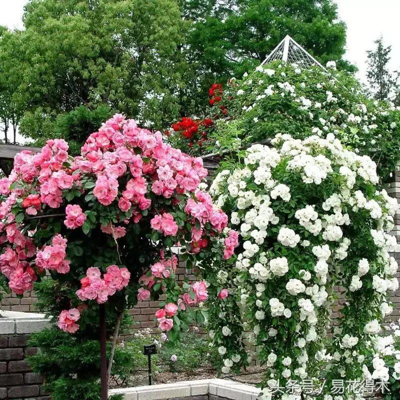 阳台水栽藤本植物图片,适合阳台养的藤本植物花期长