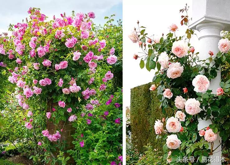 阳台水栽藤本植物图片,适合阳台养的藤本植物花期长