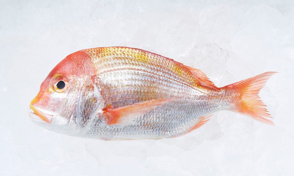 日本料理里经常点的鱼,日本料理最正宗的是什么鱼