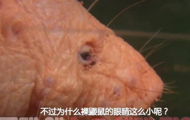 世界四大最丑动物,世界上最丑的鼹鼠