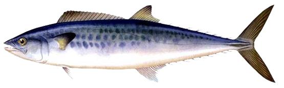 日式料理四种鱼,日本料理一般有哪些鱼