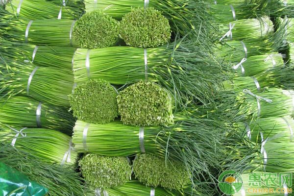 蒜苔价格4月10日,今日蒜苔收购多少钱一斤