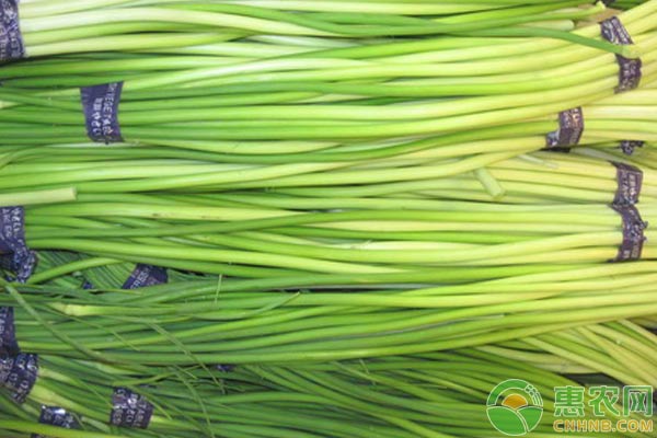 蒜苔价格4月10日,今日蒜苔收购多少钱一斤