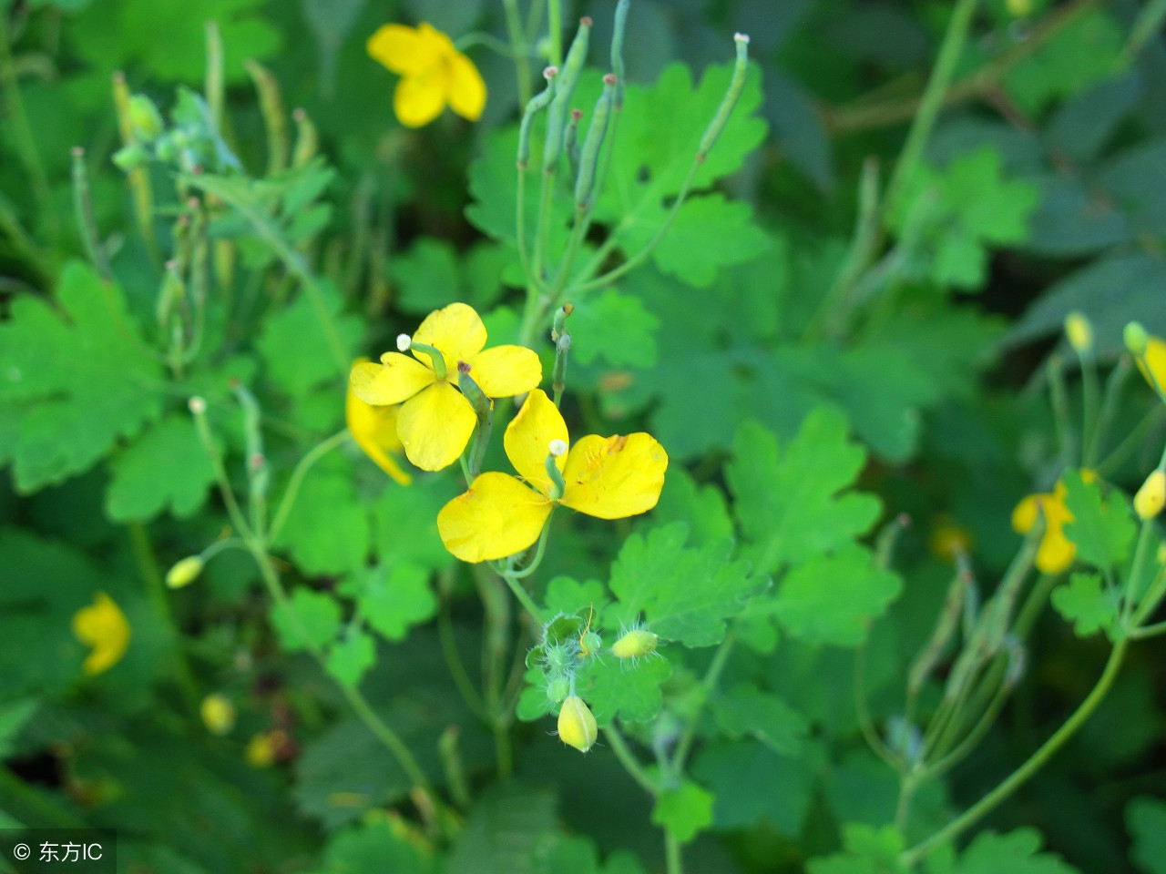 黄连药材视频,黄连科普视频