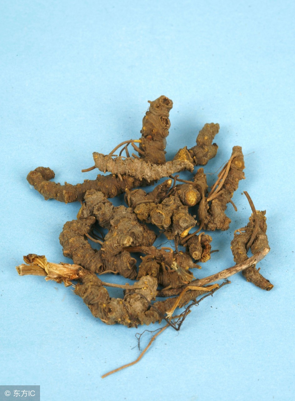 黄连药材视频,黄连科普视频