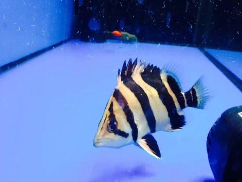 什么样的印尼虎鱼值钱,印尼虎长明