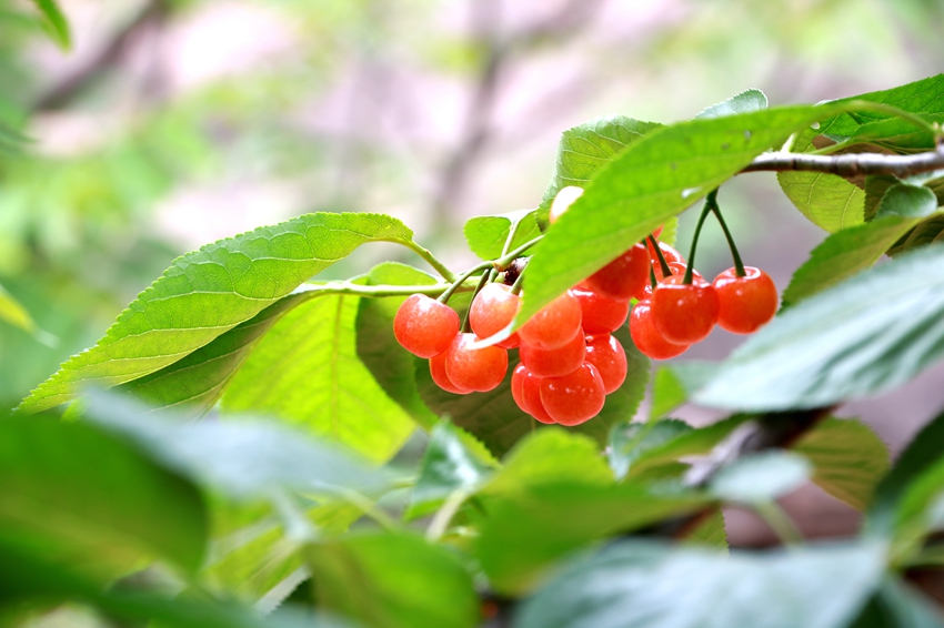 成都周边樱桃沟樱桃熟了吗,青白江恩特尔樱桃