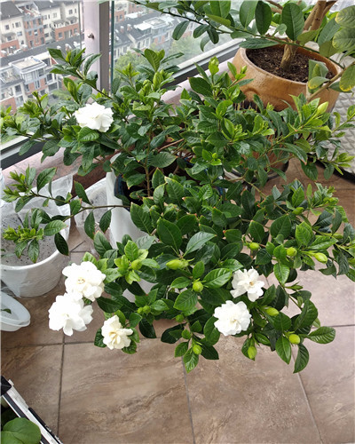 栀子花叶子发黄倒营养液可以吗,栀子花叶子发黄浇点白醋可以吗