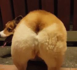 柯基大长腿和小短腿日常,别看柯基小小的脾气可不得了