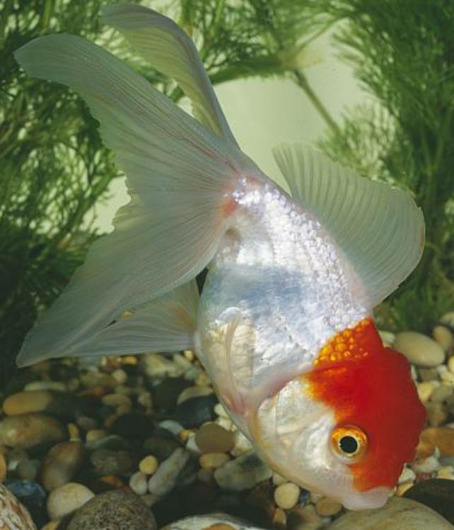 学习金鱼的喂养技巧，让你的爱鱼健康每一天，新手必备