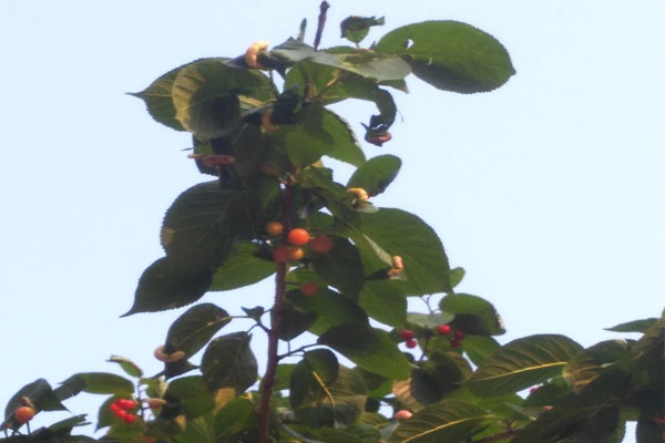 樱桃上的粉色小虫是什么虫,樱桃叶子上长虫