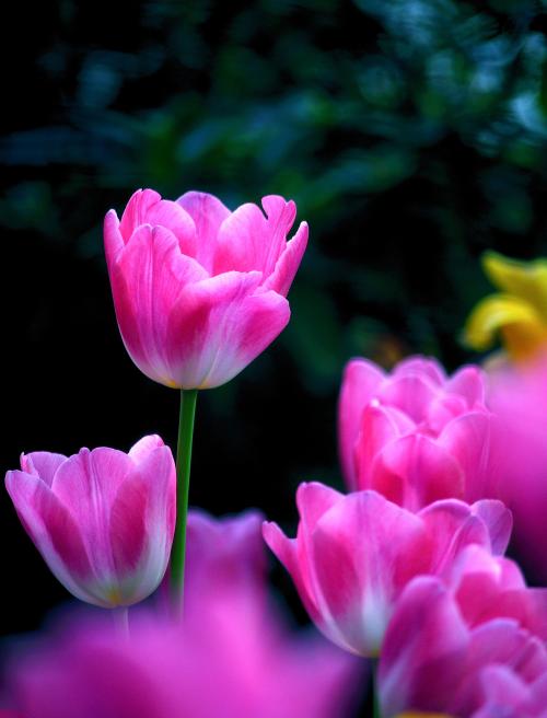 爱意满满郁金香,郁金香表达爱意文案