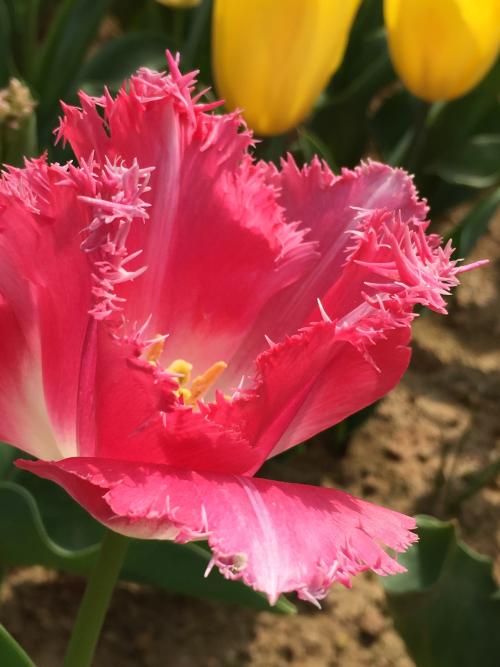 爱意满满郁金香,郁金香表达爱意文案