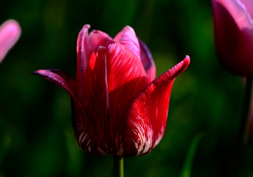 爱意满满郁金香,郁金香表达爱意文案