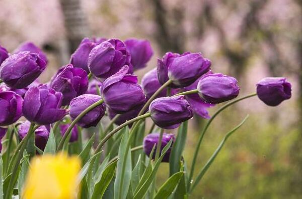 爱意满满郁金香,郁金香表达爱意文案