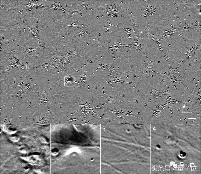Cell：和免疫荧光标记说拜拜|谷歌深度学习模型预测荧光位置
