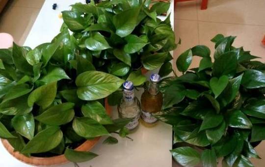 怎样养绿萝才能茂盛视频,屋内绿萝怎么养比较茂盛