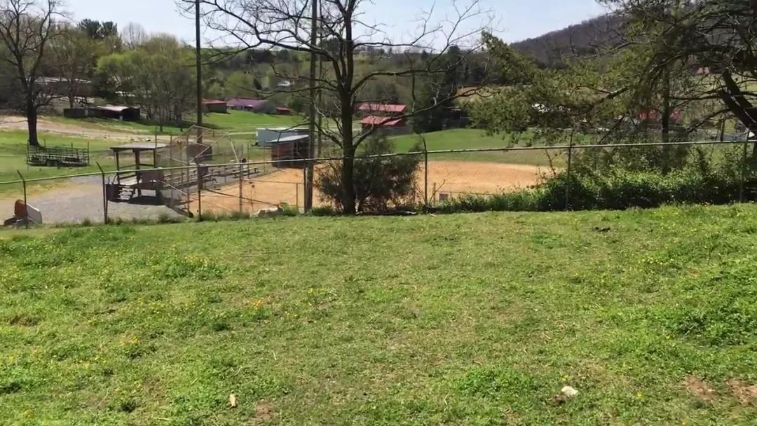 狗狗误闯300米,狗狗误闯鹿群